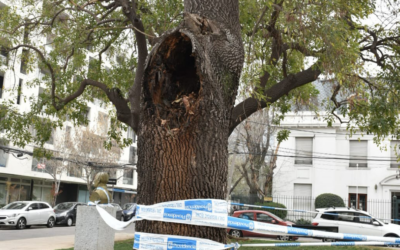Inspección y Evaluación de Estado Sanitario de Arboles.