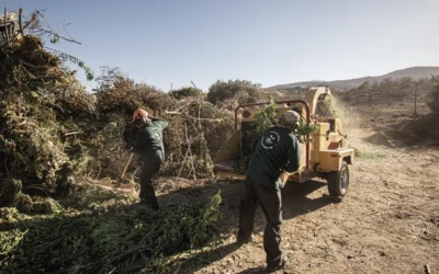Residuos orgánicos de poda y jardinería ¿Qué hacer con ellos?