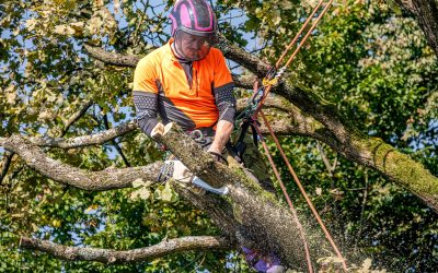 Poda y Recorte de Árboles