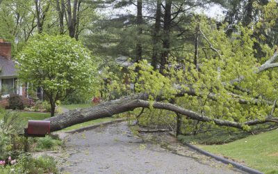 Preparación para Tormentas y Sistemas de Soporte para Árboles