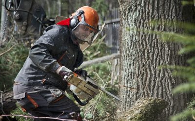 Tala de Árboles